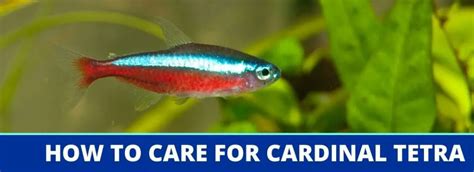 How To Care For Cardinal Tetra: A Complete Fact Sheet, Breeding ...