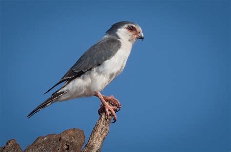 Pygmy Falcon - Owen Deutsch Photography