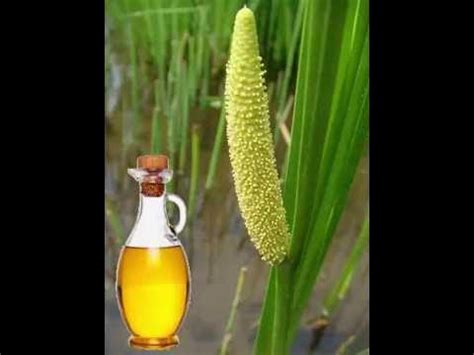 Calamus Oil Health Benefits - YouTube