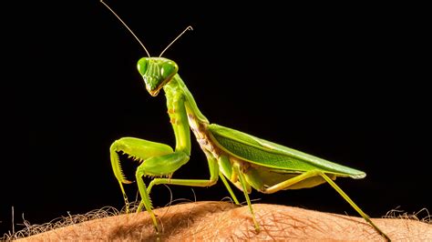 Mantis In Hand 4K HD Wallpapers | HD Wallpapers | ID #31409