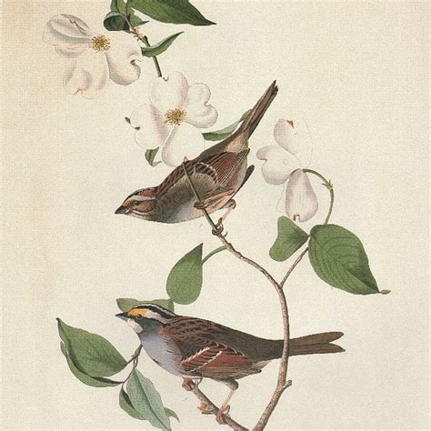 Audubon Birds, high-resolution digital art, beautiful detail. Create ...