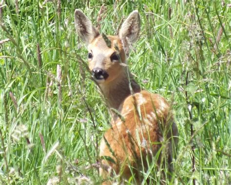 roe-deer-fawn - World Land Trust