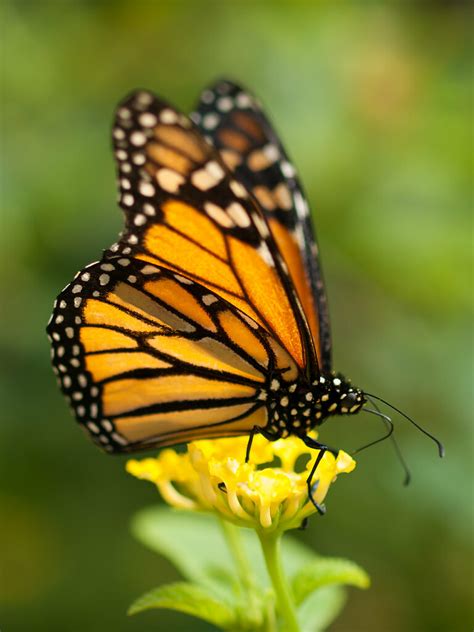 Monarch Butterfly | Monarch butterfly in the butterfly house… | Flickr
