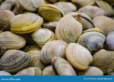 Fresh Pippies Clams Freezing on Ice at a Fish Market. Stock Photo ...