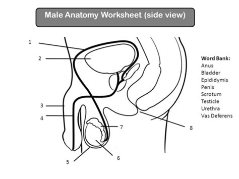 male anatomy Flashcards | Quizlet