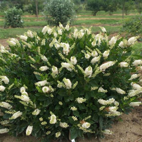 Sugartina® 'Crystalina' - Summersweet - Clethra alnifolia | Proven Winners