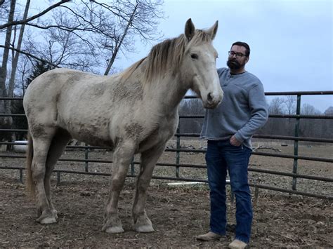 American Cream Draft Horse : r/Drafthorses