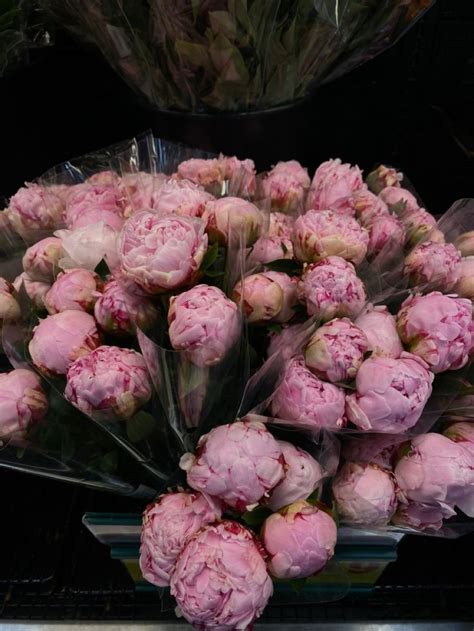 Pink beautiful fresh peonies, one of my favorite flowers 💕💕 Flower Aesthetic, Peonies, Cabbage ...