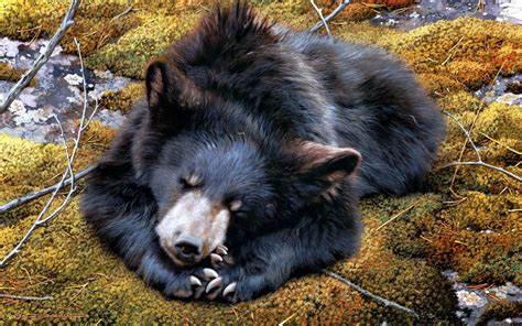 Black bear sleeping HD wallpaper | Wallpaper Flare