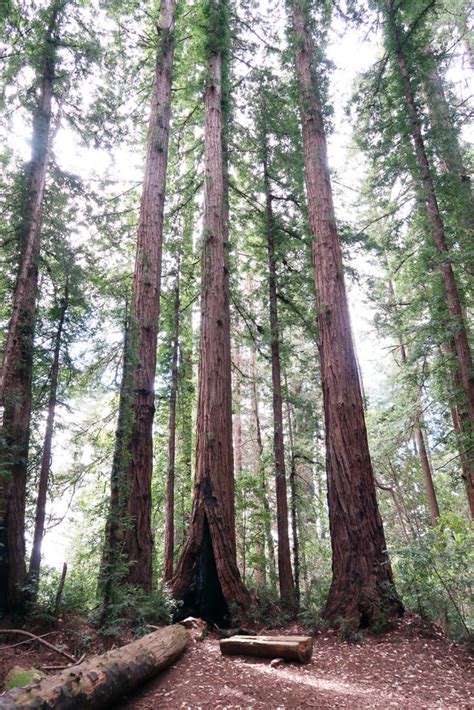 Henry Cowell Redwoods State Park hiking trails – Bay Area Fashionista