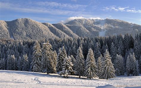 Winter scenary in Poiana Brasov by FlinstoneRO - Desktop Wallpaper