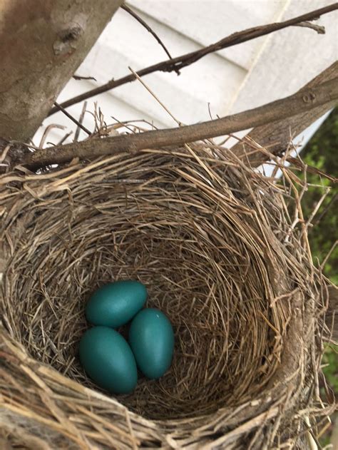 Robin eggs. I love this color! Do you know you can NOT disturb and Robin's nest as they are a ...