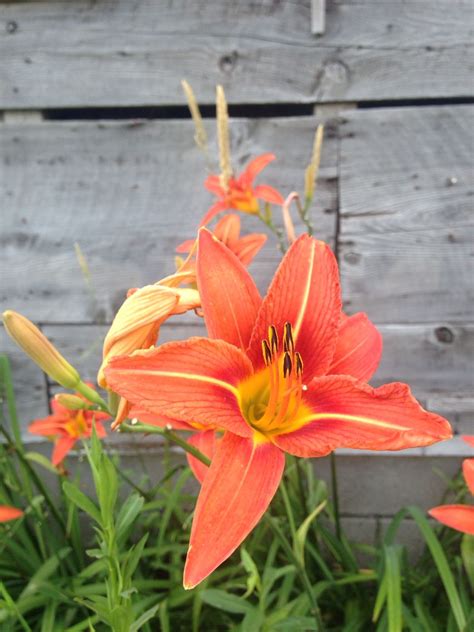 Tiger Lilies in Sarah's Garden | Sarah's garden, Tiger lily, Garden