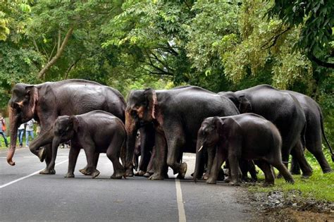 Herd community? Elephants show us how to coexist