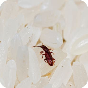 Sawtoothed Grain Beetle Control - Heat Wave Pest