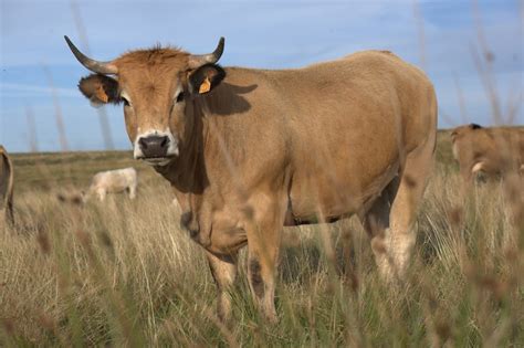 Aubrac | Animal & Elevage | La-viande.fr