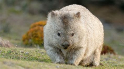 Why do wombats poop cubes? Scientists may finally have the answer | CNN