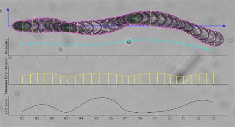 FIG URE 3 Overlaid images of a Gymnodinium acidotum cell during motion ...