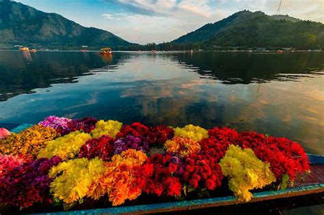 A merchant and his shikara (boat) loaded with flowers, Dal Lake in Srinagar, Kashmir, Jammu and ...