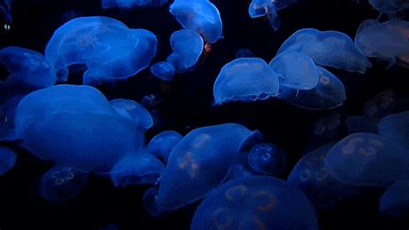 jellyfish gifs Page 3 | WiffleGif