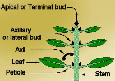 Terminal bud