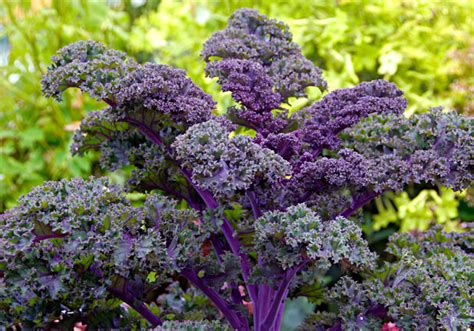 Kale - Redbor F1 - www.greenvegetableseeds.com