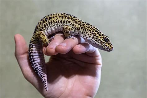 5 Leopard Gecko Handling Tips - ReptileStartUp.com