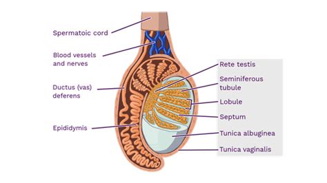 Testis - Labster