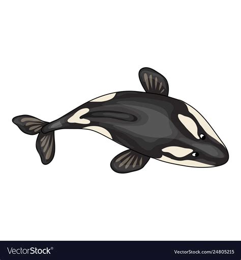 Top view orca whale icon cartoon style Royalty Free Vector