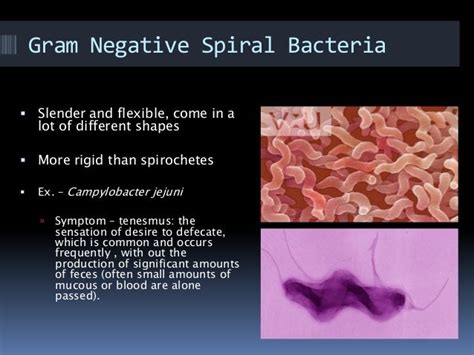 Gram negative bacteria..