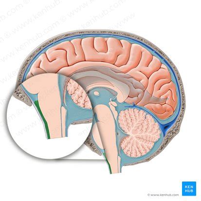 Subarachnoid space: Structure and function | Kenhub