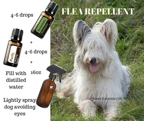 doTERRA natural flee repellant. | Essential oil dog spray, Essential oils dogs, Oils