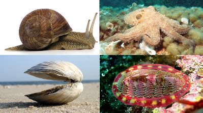 How are Shells Made? | Types of Mollusks & Seashells | Study.com