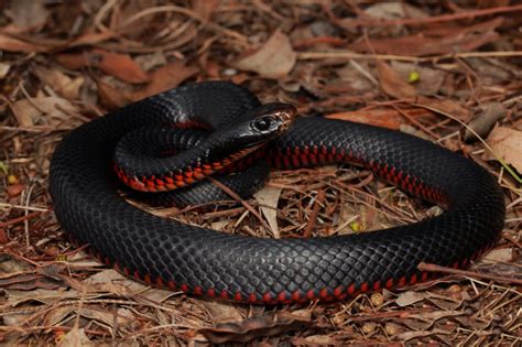 The red-bellied black snake is a species of elapid snake native to ...