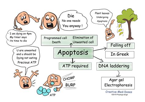 Apoptosis the programmed cell death - Creative Med Doses