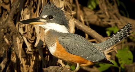 South Pantanal Tour – Wildlife Photography Tours in Brazil