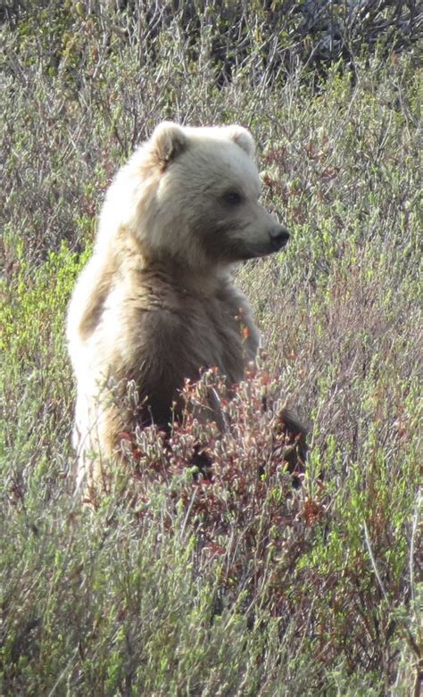 Grizzly Bear | Alaskan NW Adventures