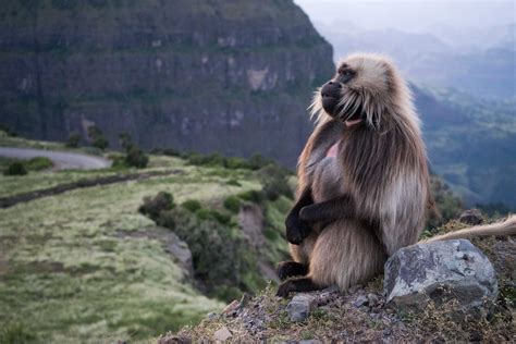 Simien Mountains National Park, Ethiopia - Journeys by Design