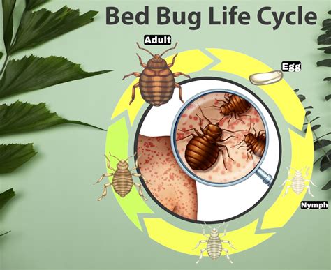 What are bed bugs and their life stages?