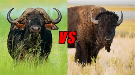 American Bison Vs African Buffalo, Who Would Win? - Animals Comparison