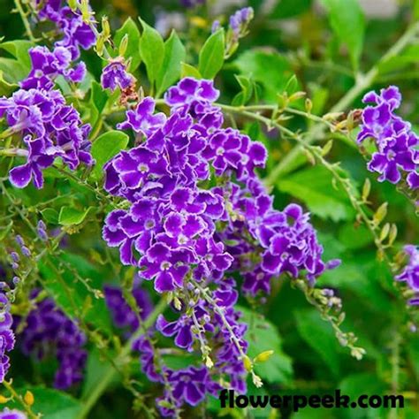 Methods on how to grow Duranta Plant | Florida plants, Small trees, Plants