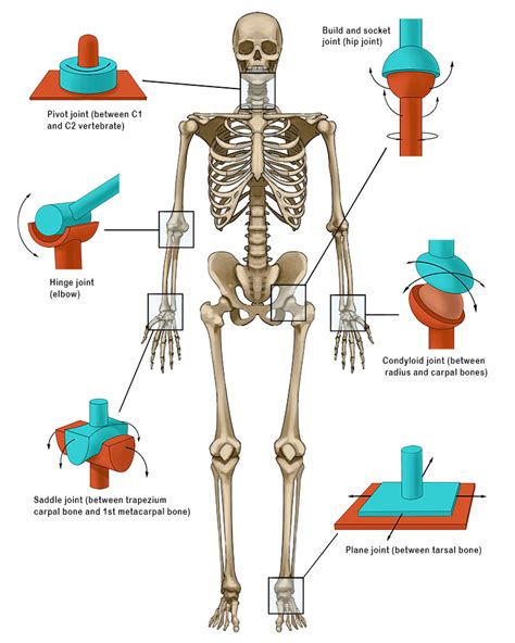 Summary of Where to Find the Key Synovial Joints - Mammoth Memory definition - remember meaning