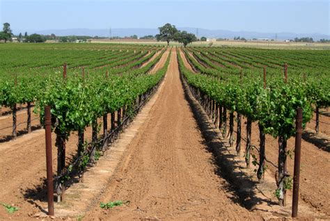 Madera Vineyards that are apart of the Madera Wine Trail | Fresno ...