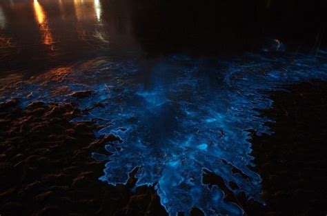 Sea Sparkle - Extreme Bioluminescence in Tasmanian Waters | Tasmanian Geographic ...