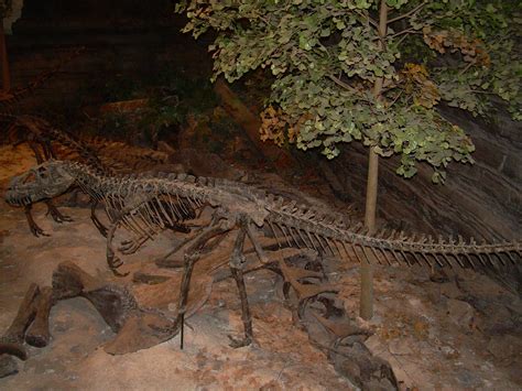 Image - Ceratosaurus skeleton.jpg - Dinopedia - the free dinosaur encyclopedia