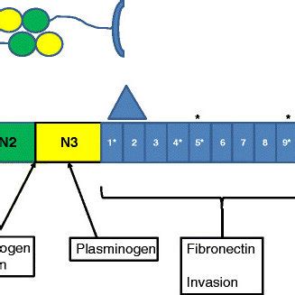 Structure and organisation of fibronectin binding proteins (FnBPs). The ...