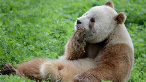 What Gives Qizai the Brown Panda His Unique Color? | Mental Floss