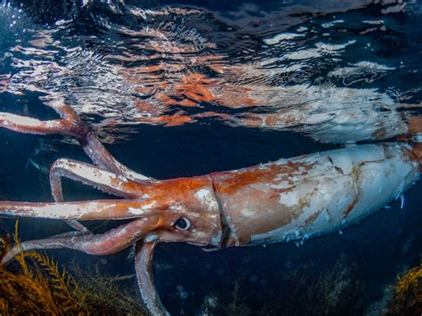 Σπάνιο γιγάντιο καλαμάρι στην Ιαπωνία - Το βίντεο που τράβηξαν δύτες