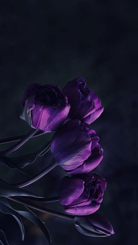 Tulip Photography Wallpaper