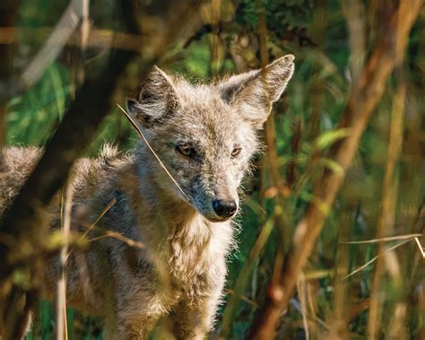 Ridgefield National Wildlife Refuge a haven for wildlife | The Reflector